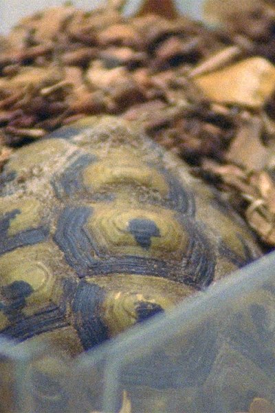 Poster do Filme Testudo Hermanni