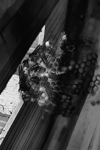 Poster do Filme The Nest