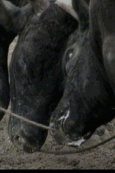 Poster do Filme Bullfight in Okinawa