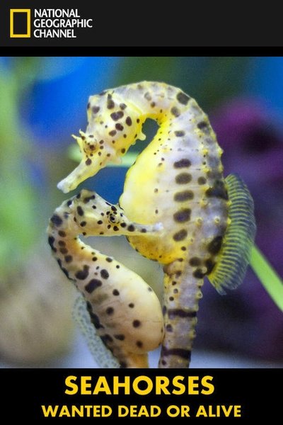 movie poster for Seahorses: Wanted Dead or Alive