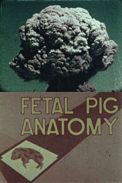 Poster do Filme Fetal Pig Anatomy