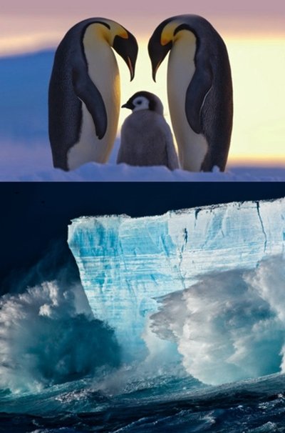 movie poster for Antarctica - Tales From The End Of The World