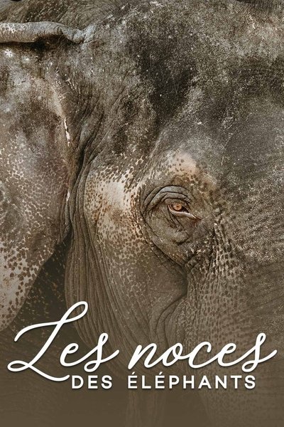 Poster do Filme Les noces des éléphants
