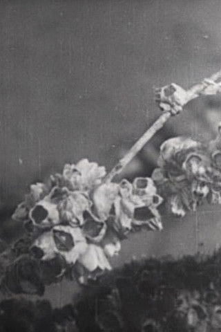 Poster do Filme 或日の干潟