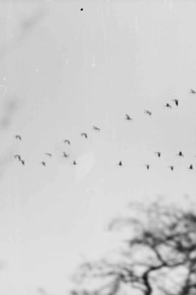 Poster do Filme Bird Woman