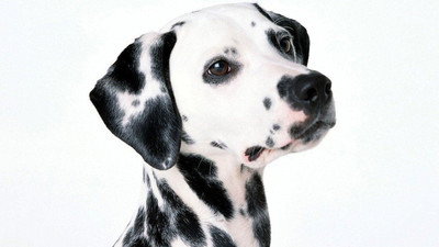 Görsel #310162