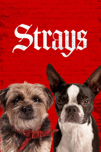 Strays (2023) BluRay [Hindi (ORG 2.0) + English] 1080p 720p & 480p Dual Audio [x264/10Bit-HEVC] | Full Movie