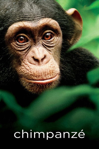 Poster do Filme Chimpanzé