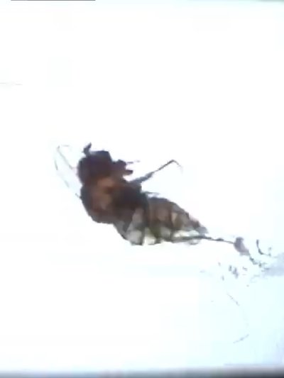 movie poster for Fruit Flies
