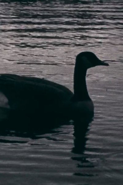 Poster do Filme Fowl Play