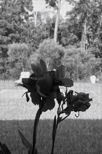 Poster do Filme Cannaceae