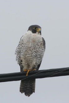 Poster do Filme Au royaume du faucon pèlerin