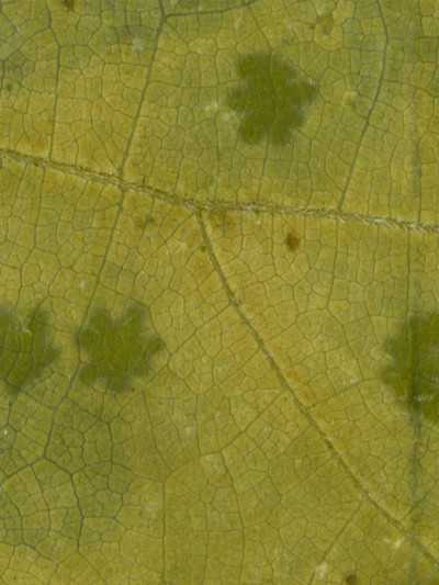 Poster do Filme Ghost Orchard - Jessamine