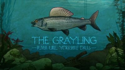 The Grayling: River Ure, Yorkshire Dales