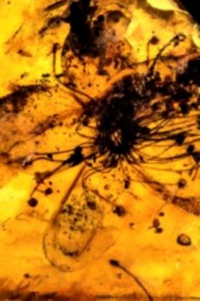Poster for the movie Untitled #9: Nor All Flowers of Foul