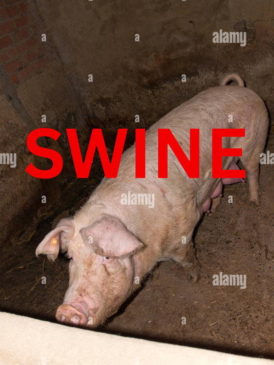 Swine