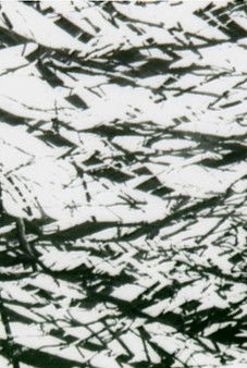 Poster do Filme Tree Lines