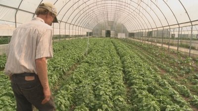 Springdale Farm