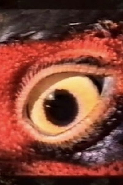 Poster do Filme Espoir/Microcosmos