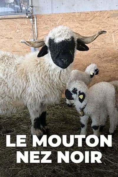 poster Moutons blancs, nez noirs - Les chouchous du Valais