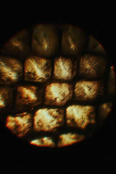 movie poster for The Shedding