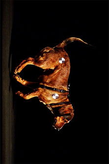 Poster do Filme RaumZeitHaund