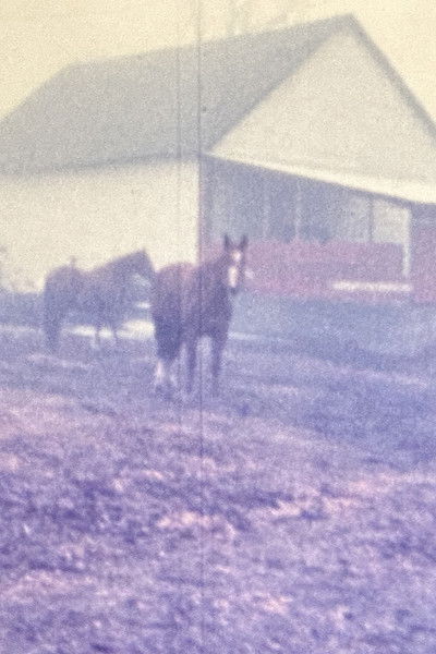 Poster do Filme Horseflesh