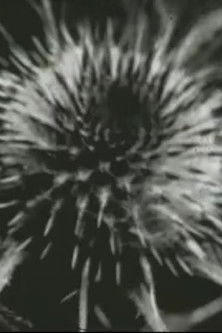 Poster do Filme Scratch