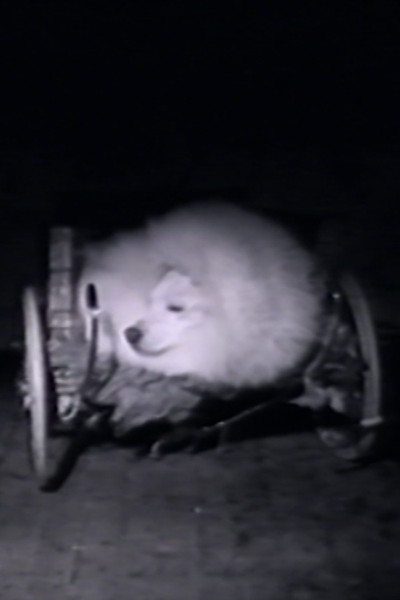 Poster do Filme Isle St. Martin