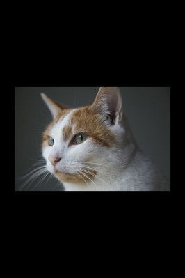 Poster do Filme Felis Catus