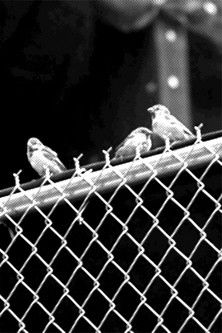 Poster do Filme Real Birds