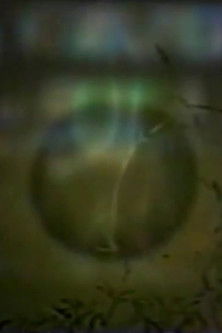 Poster do Filme Up to West House Alone