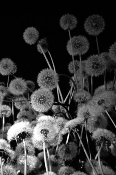 Poster do Filme Dark Garden