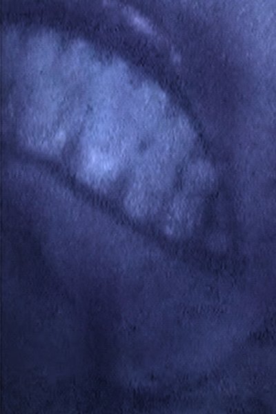 Poster do Filme NOTHING GOSE