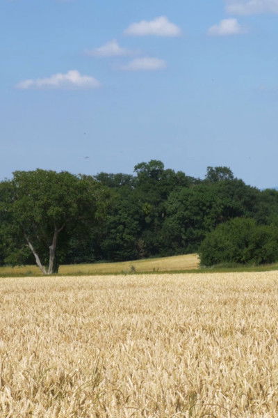 Poster do Filme Suburbia