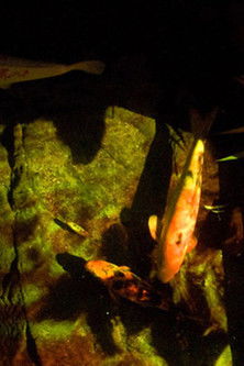 Poster do Filme Save the Queen