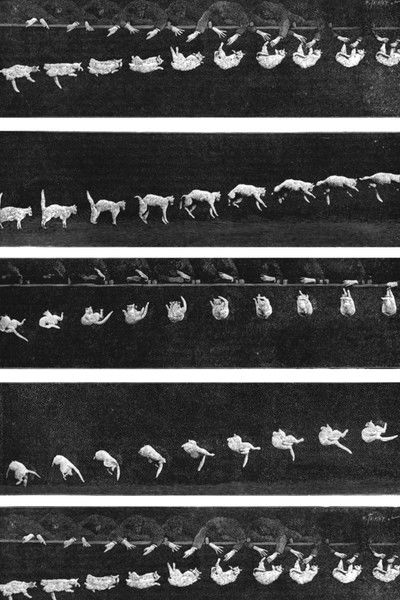 Poster do Filme Prof. Welton's Boxing Cats