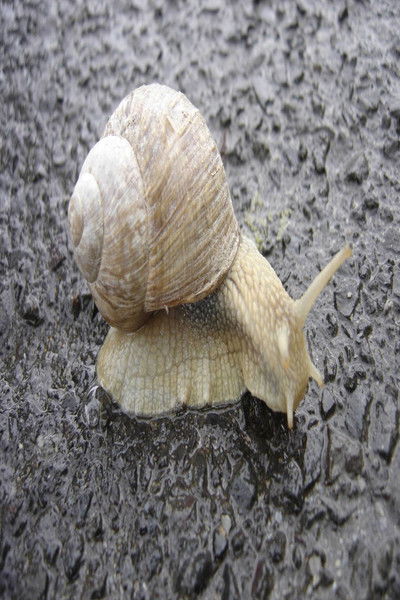 movie poster for The Snail