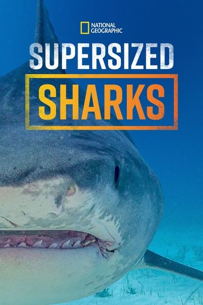 movie poster for Supersized Sharks