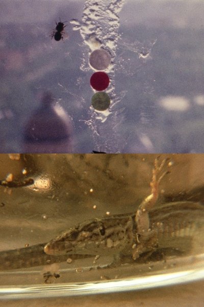 movie poster for Fuegos Artificiales Foco Proyector apto. Con Burbana avispa bombilla filamento Poti