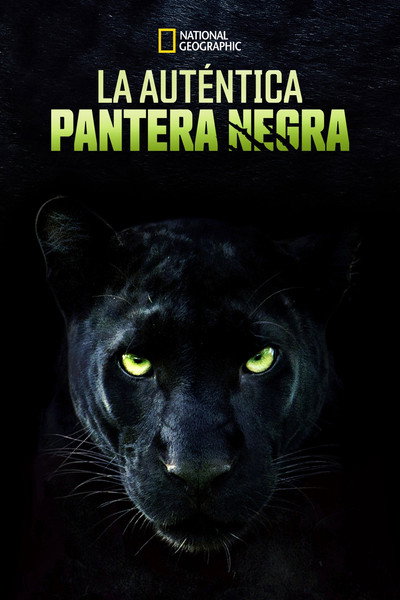 La Verdadera Pantera Negra
