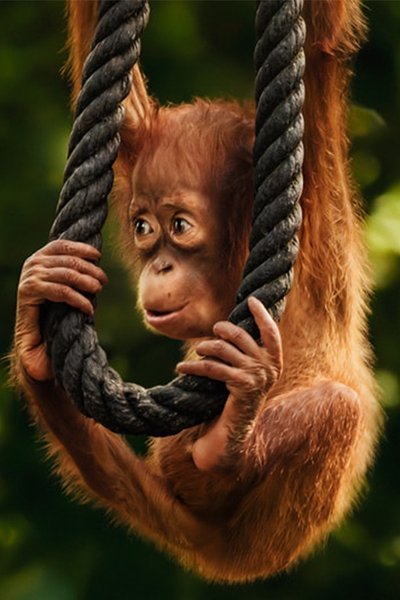 movie poster for Wild Life - Orangutans