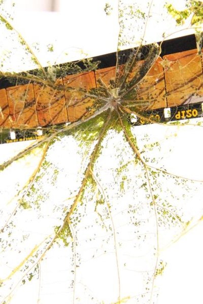 movie poster for Fallen Leaves Return to Film