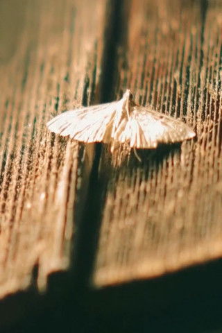 Poster do Filme Gramsci’s Notebooks