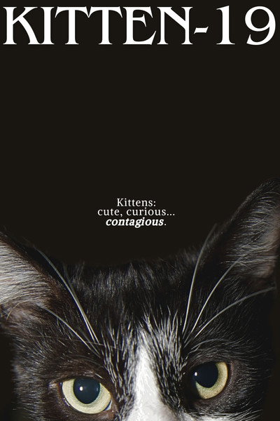 Kitten-19