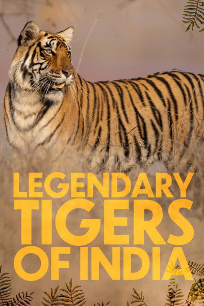 Legendary Tigers of India