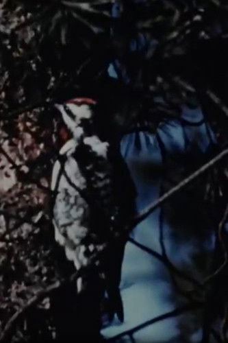 Poster do Filme The Seasons