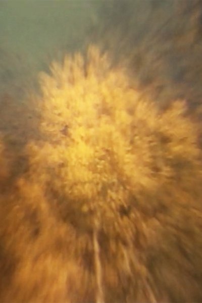 Poster do Filme Über den Flammenbaum