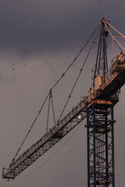 Poster do Filme Homing