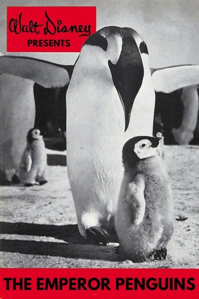 Poster do Filme Emperor Penguins